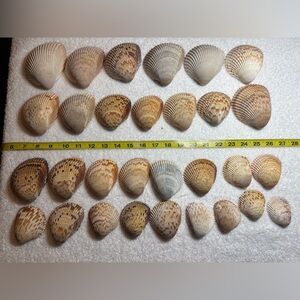 30 Giant Heart Cockle’s from Sanibel Island!!